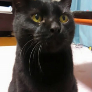 人馴れバッチリ甘えん坊【クーちゃん♂】