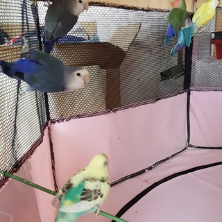 セキセイインコ（カップル）