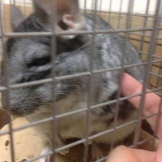 【募集中断】多数問合せを頂きました（チンチラ）