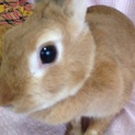 うさぎの里親さんを探しています。