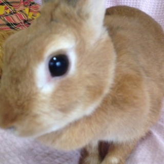 うさぎの里親さんを探しています。