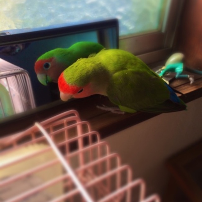 まったん2525のカバー写真