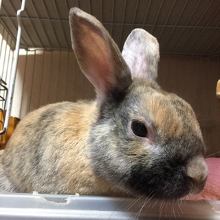 ミニウサギの里親募集中です◎