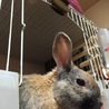ミニウサギの里親募集中です◎ サムネイル2
