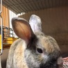 ミニウサギの里親募集中です◎ サムネイル3