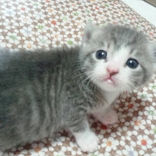 この子の家族になって下さい