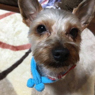 ヨークシャーテリア、クッキー２歳