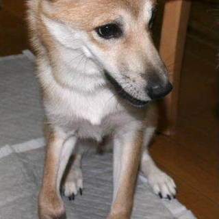 おだやかな仔犬の「あも」ちゃんです