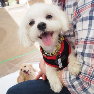 マルチーズの空くん