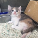 子猫生まれました