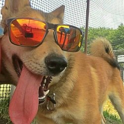 ドッグラン楽しいね