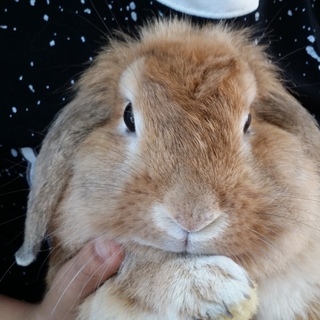 保護うさぎ/12番ロップ