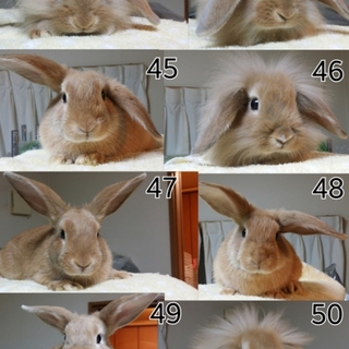 保護うさぎ/43～50番子うさぎ関西九州方面輸送