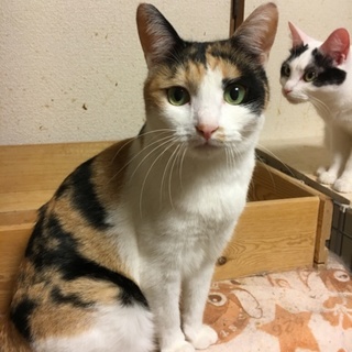 ５歳の可愛い三毛猫と茶白の兄弟