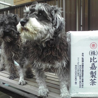 元気でやんちゃなワンコです。(写真後)