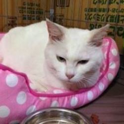 沢山の猫参加、譲渡会開催です！ サムネイル2