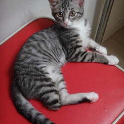 沢山の猫参加、譲渡会開催です！ サムネイル3