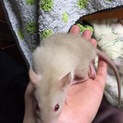 ファンシーラットの赤ちゃん