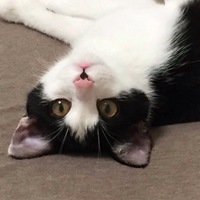 ぷりちゃん