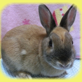 ミニウサギ５ヶ月