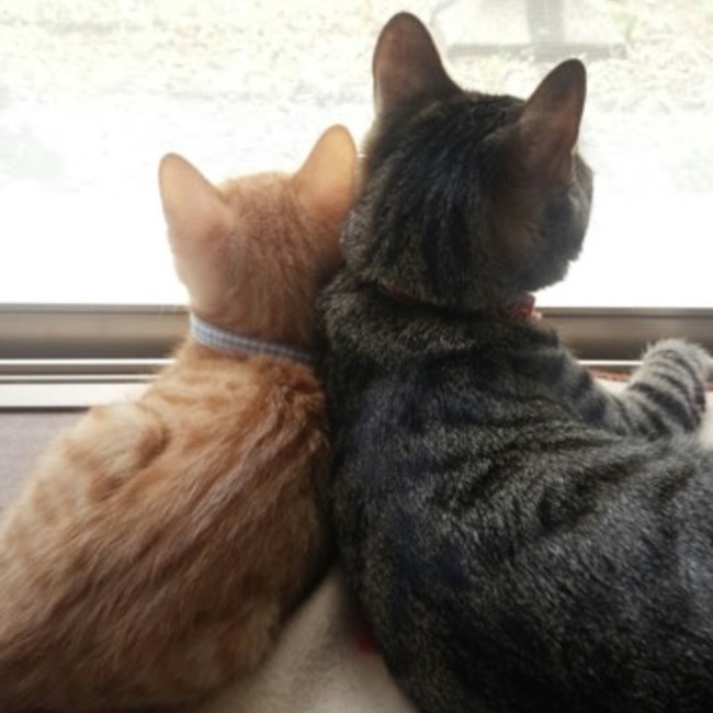 ぽちっとなすのカバー写真