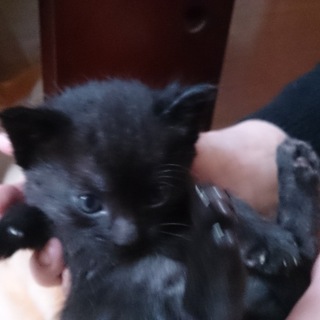 黒猫＆チャトラの子猫