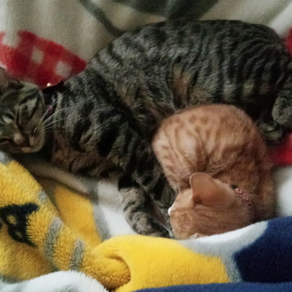 虎太郎のカバー写真