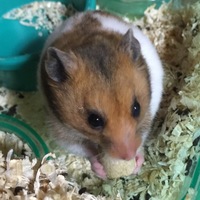 竹