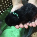 黒猫ちゃんの家族募集！