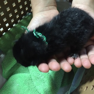 黒猫ちゃんの家族募集！