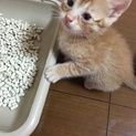1ヶ月半の茶トラの子猫たち