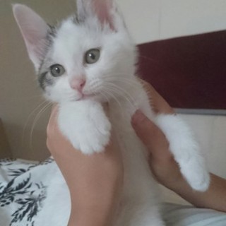 応募多数の為一時停止生後２ヶ月弱人懐こい男の子