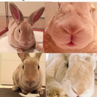 ベビー