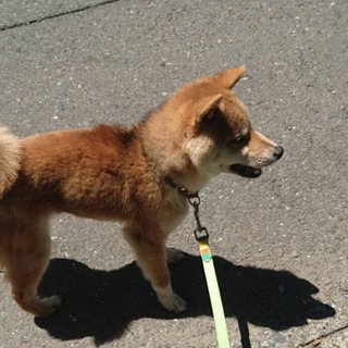 ジェイ　　甘えん坊の男の子