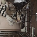 お膝大好き長毛キジ白 猫エイズキャリア