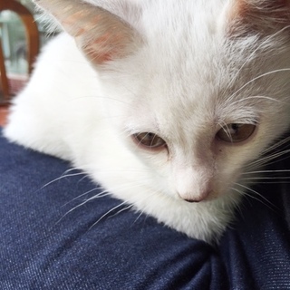 ★人間大好きな甘えん坊★