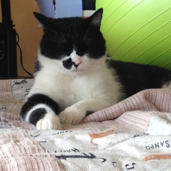 「はちわれさんあるある？」サムネイル2