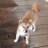 柴犬の子犬です。事情があって飼えなくなりました。 サムネイル2
