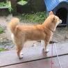 柴犬の子犬です。事情があって飼えなくなりました。 サムネイル4