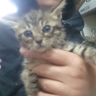 里親募集してます❗