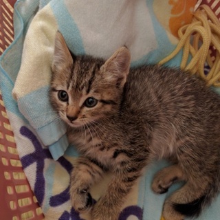 保護した子猫の里親さんを急遽募集しています！