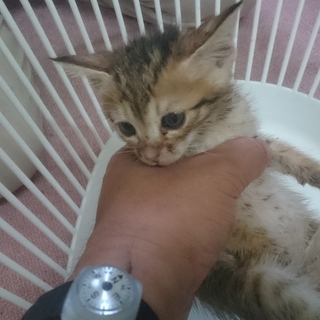 里親募集してます❗