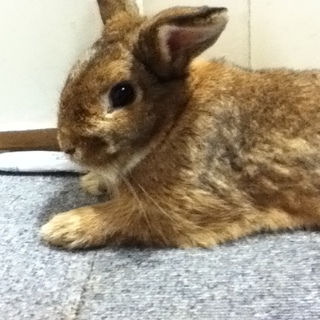 しおりちゃんの新しいお家が決まりました！