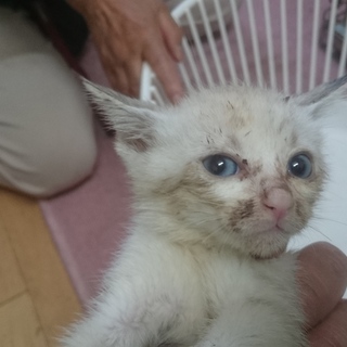 里親募集してます❗