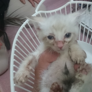 里親募集してます❗