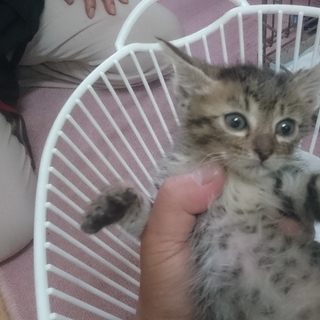 里親募集してます❗