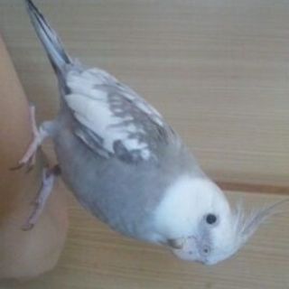 オカメインコ　♂　青年期