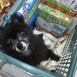 チョコたん7日目