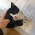 急募！子猫です