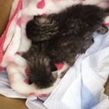 急募！生まれて間もない赤ちゃん猫